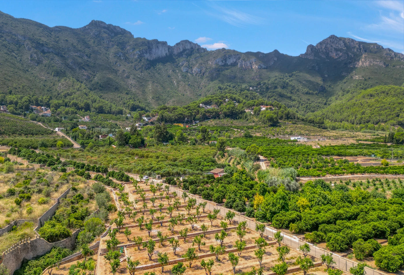 Caminos rurales entre naranjos